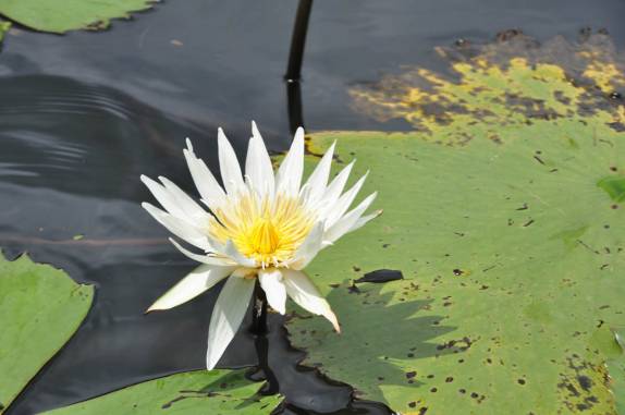 Uma bela water lily cresce em uma parte mais calma do rio Dulce, no nosso caminho para Livingston, na Guatemala